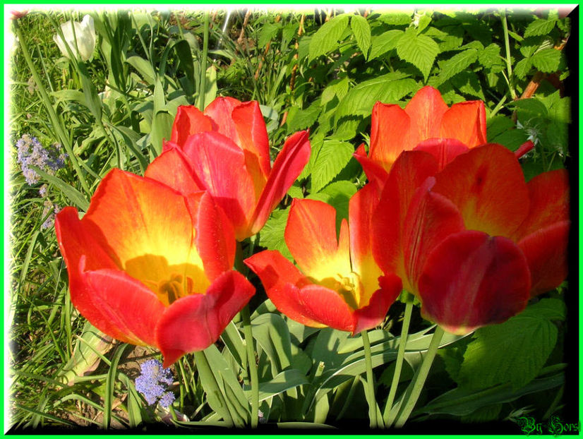 2011.05.03 - Flori 2011 - 1