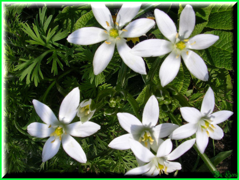 2011.05.03 - Flori 2011 - 1