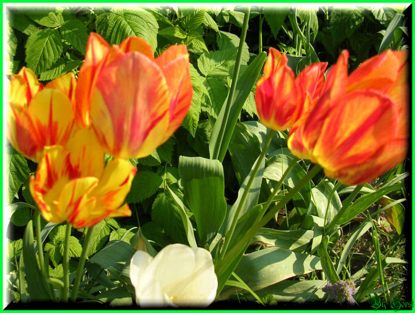 2011.05.03 - Flori 2011 - 1