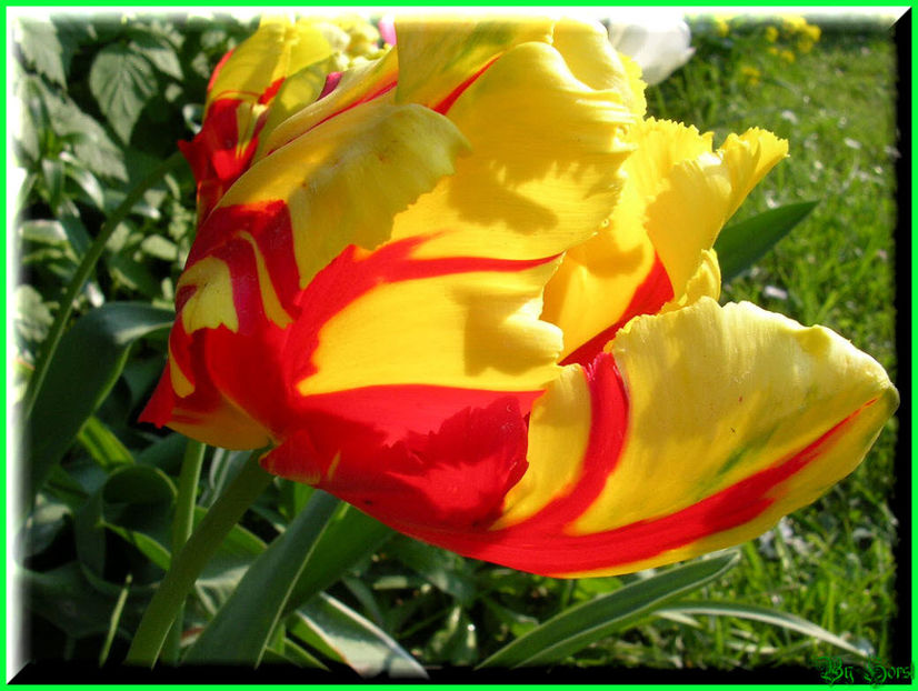 2011.05.03 - Flori 2011 - 1