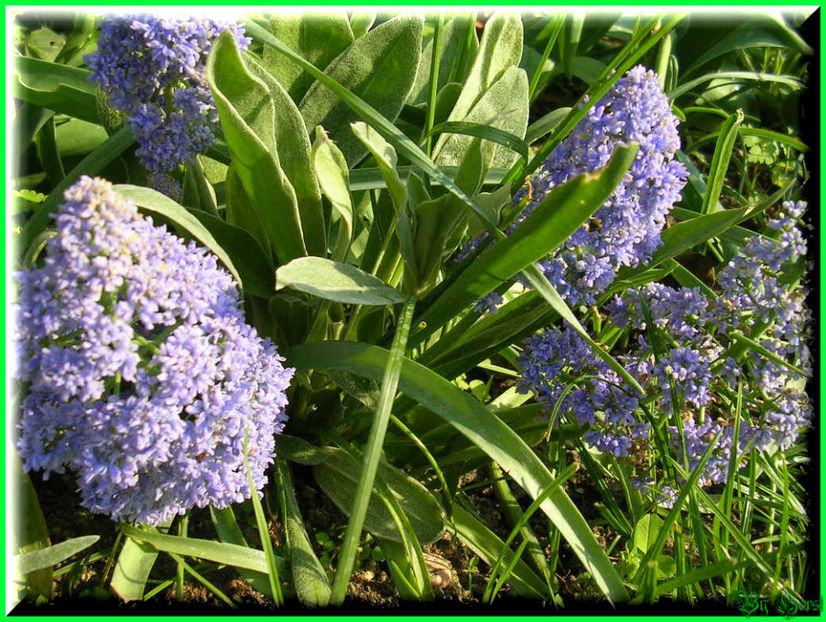 2011.05.03 - Flori 2011 - 1