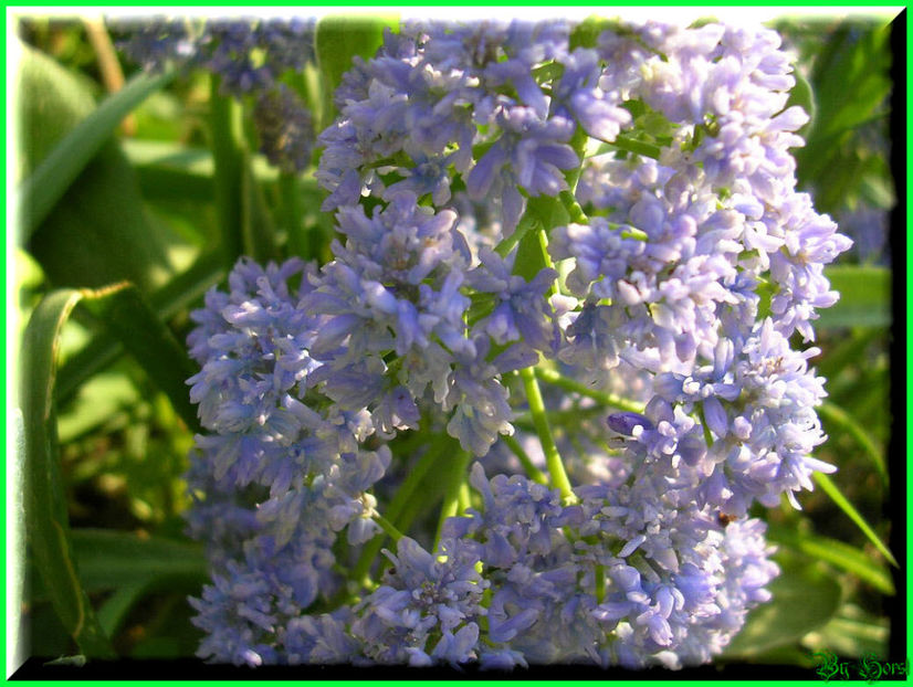 2011.05.03 - Flori 2011 - 1