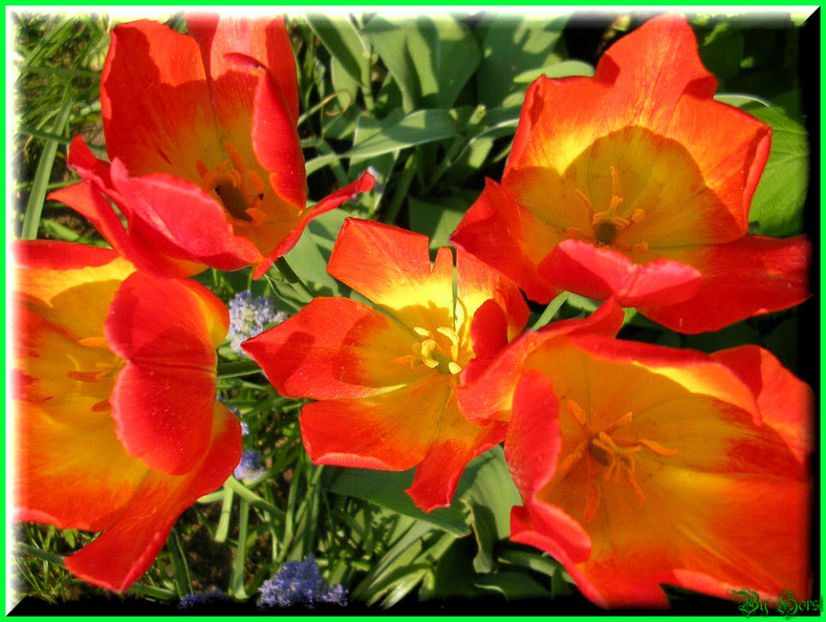 2011.05.03 - Flori 2011 - 1