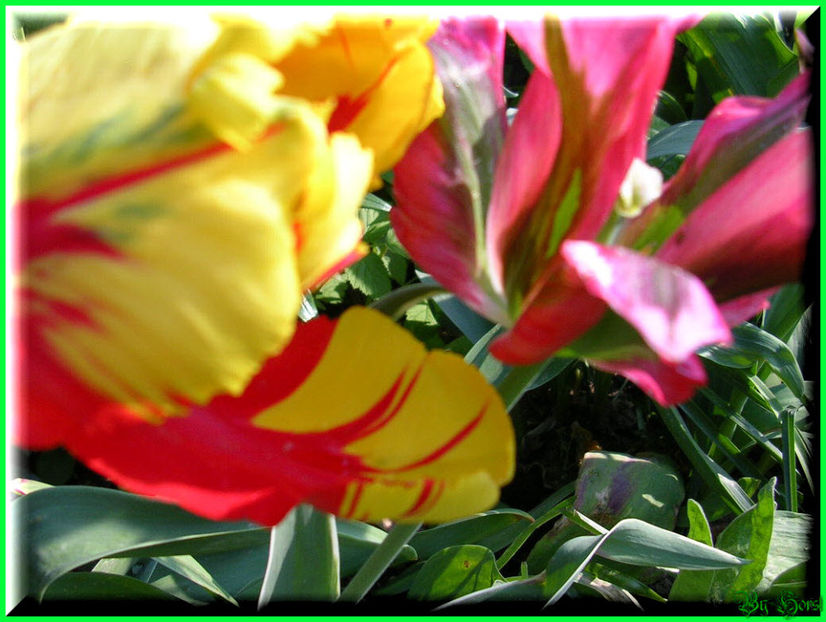 2011.05.03 - Flori 2011 - 1