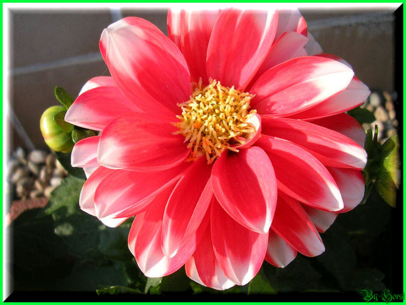 2011.05.03 - Flori 2011 - 1