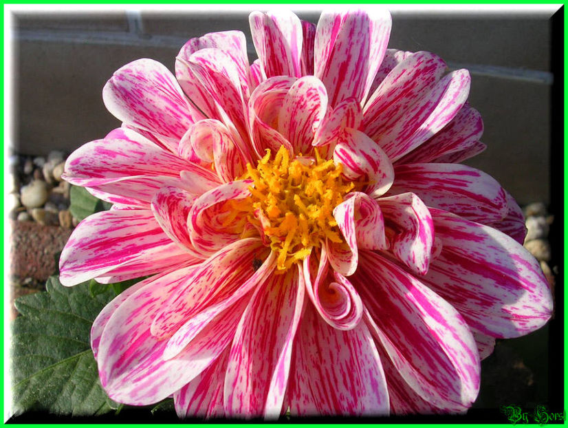 2011.05.03 - Flori 2011 - 1