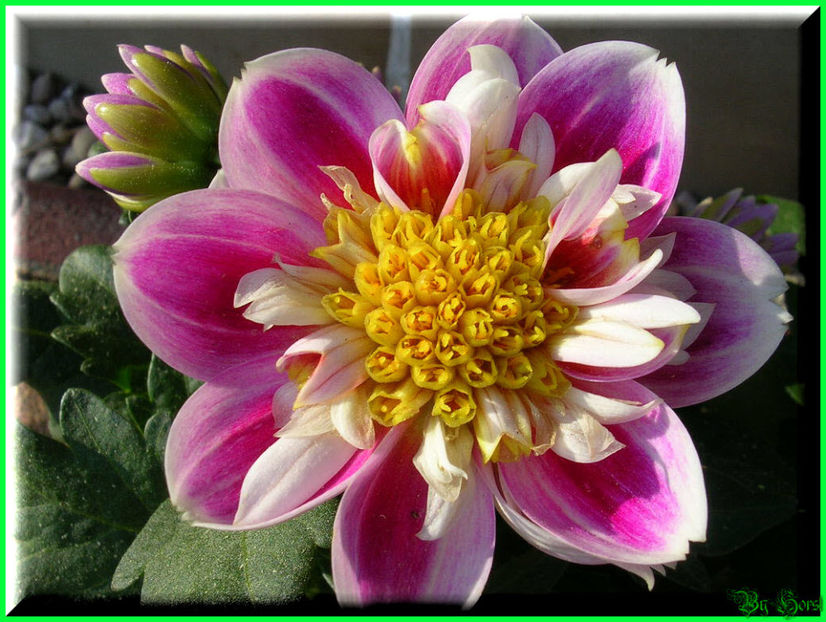 2011.05.03 - Flori 2011 - 1