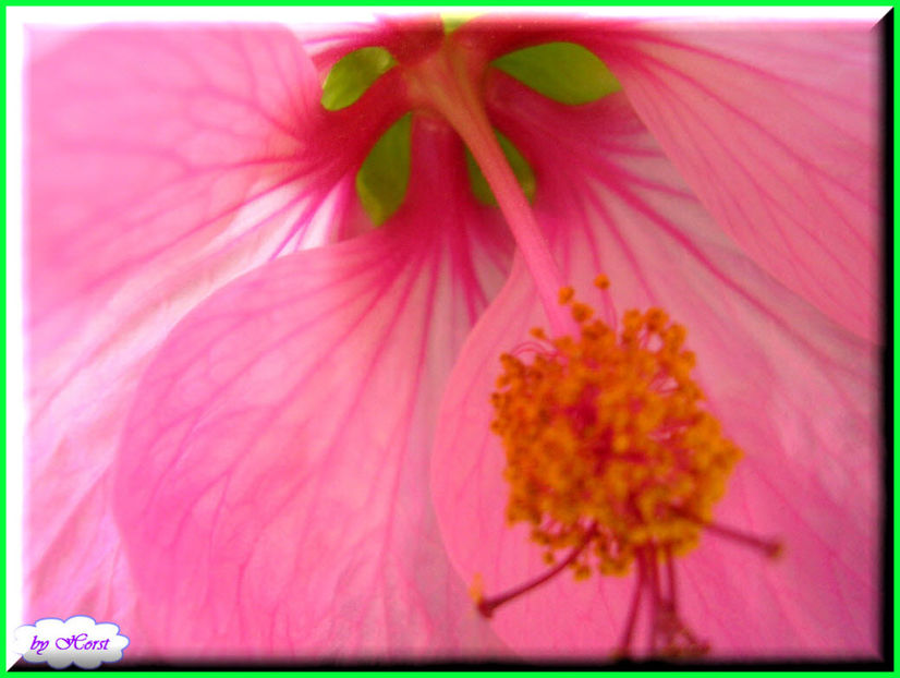 2011.05.03 - Flori 2011 - 1