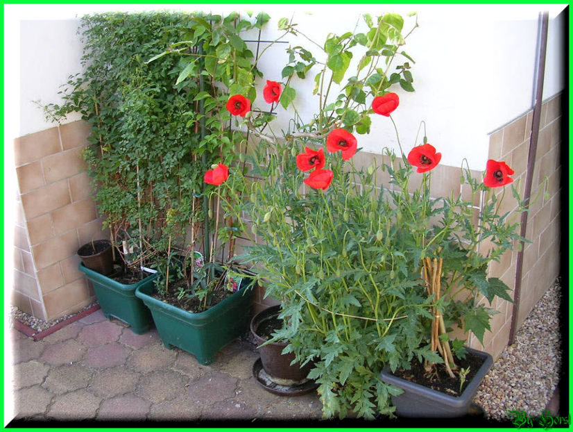 2011.05.03 - Flori 2011 - 1