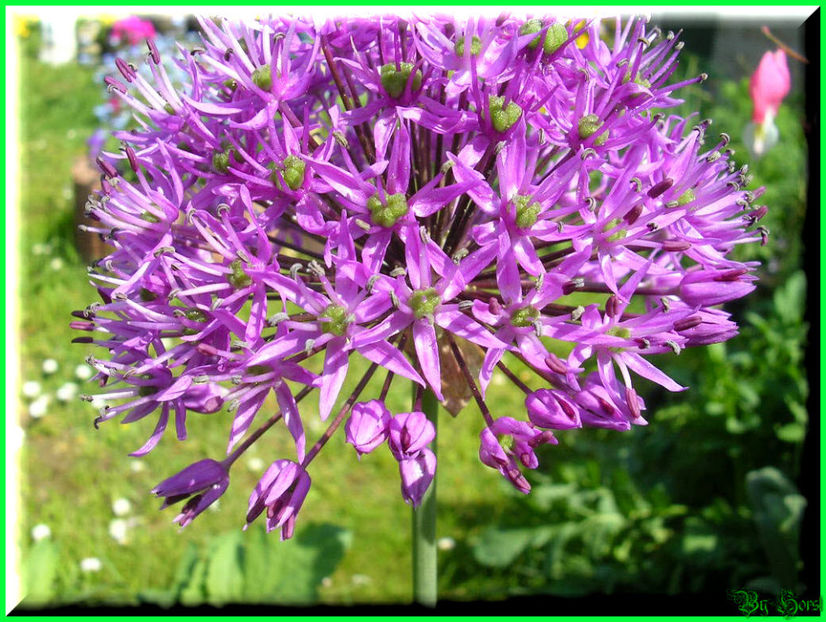 2011.05.03 - Flori 2011 - 1