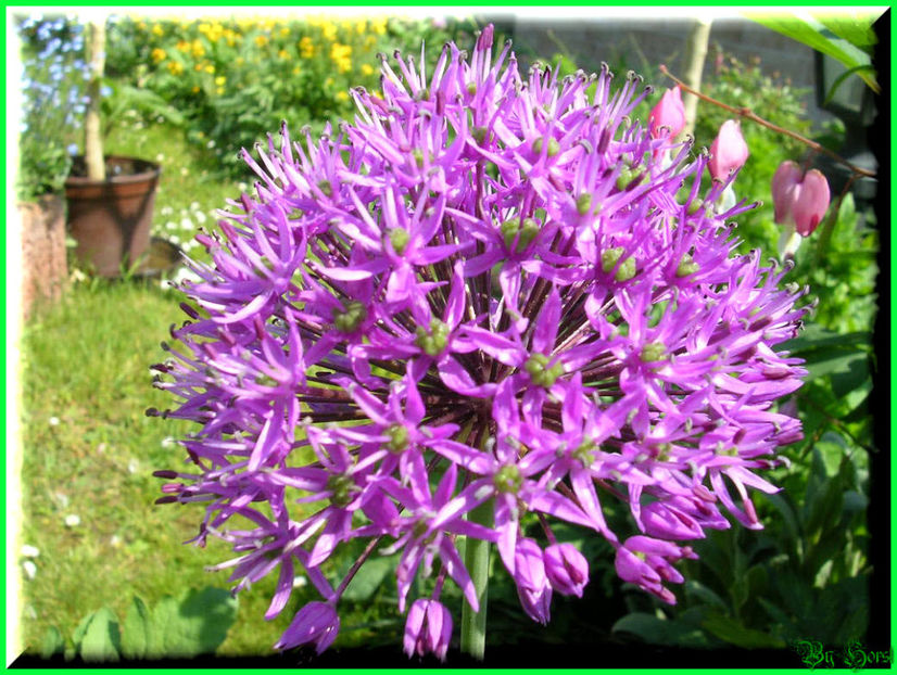 2011.05.03 - Flori 2011 - 1