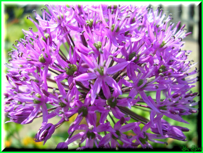 2011.05.03 - Flori 2011 - 1