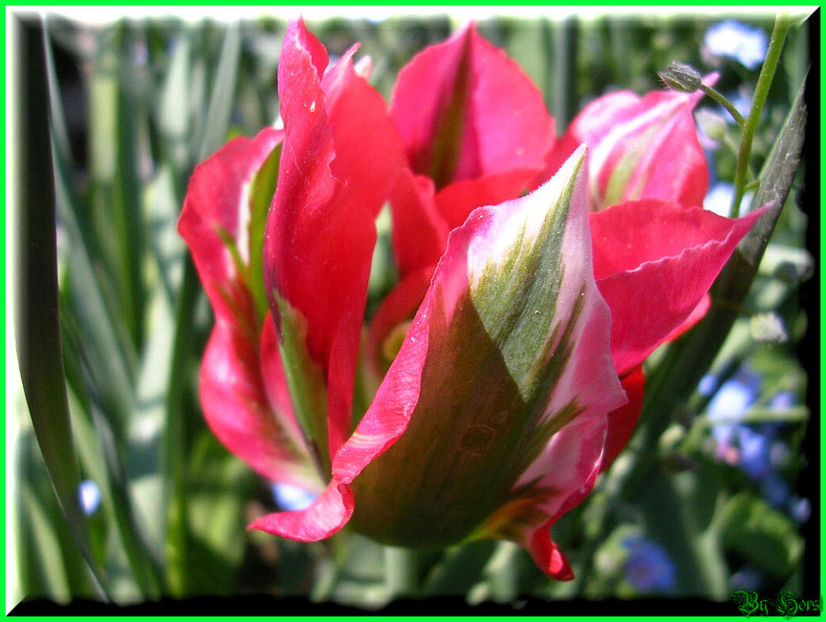 2011.05.03 - Flori 2011 - 1