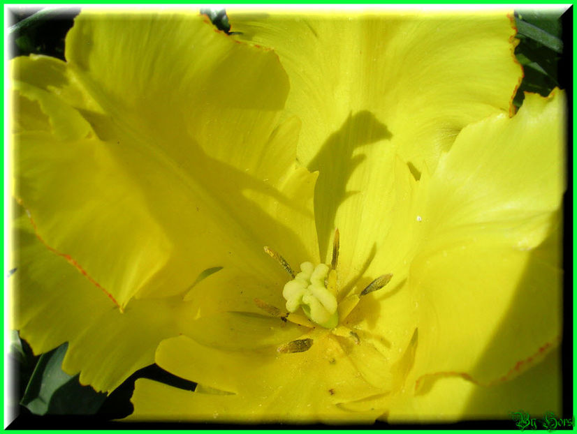 2011.05.03 - Flori 2011 - 1