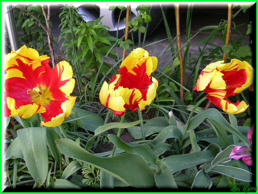 2011.05.03 - Flori 2011 - 1