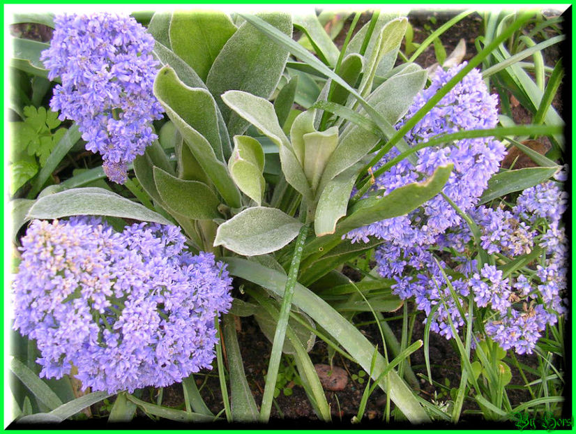 2011.05.03 - Flori 2011 - 1