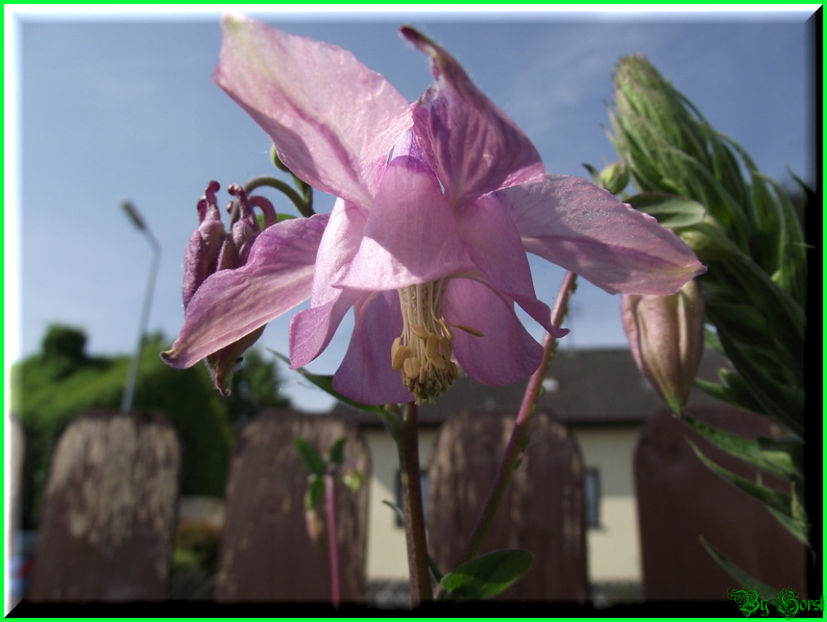 2011.05.07 - Flori 2011 - 1