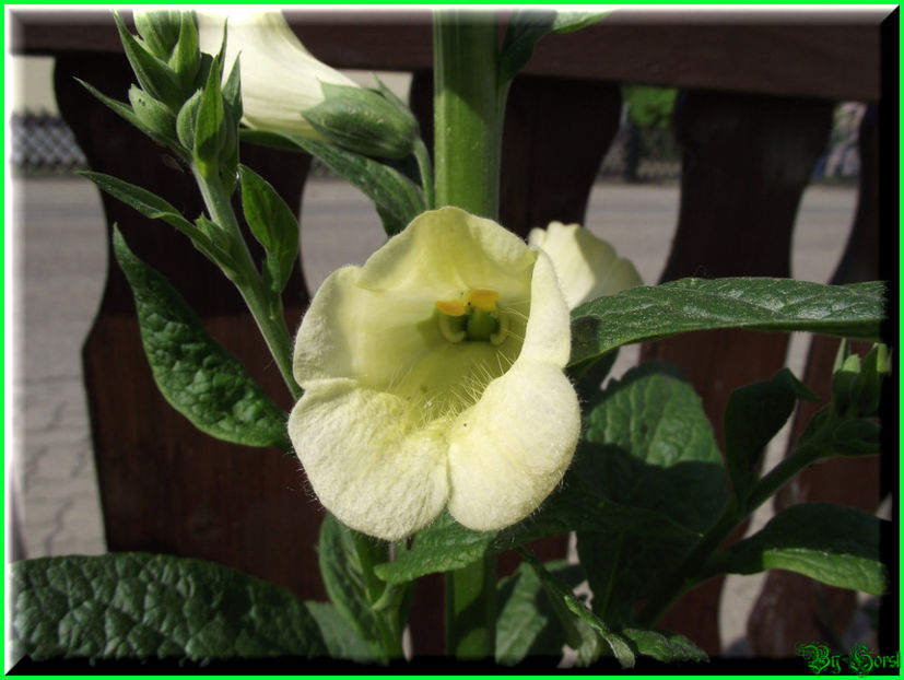 2011.05.07 - Flori 2011 - 1