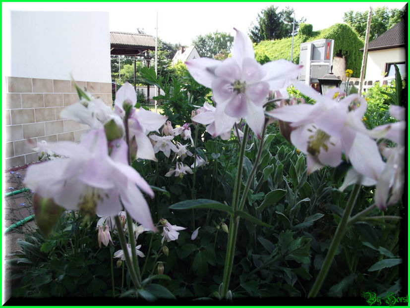 2011.05.07 - Flori 2011 - 1