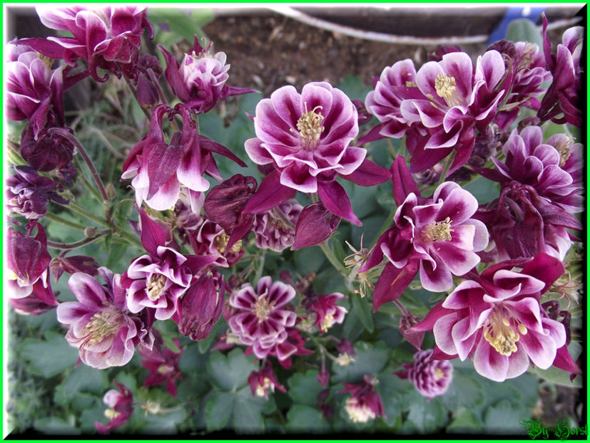 2011.05.07 - Flori 2011 - 1