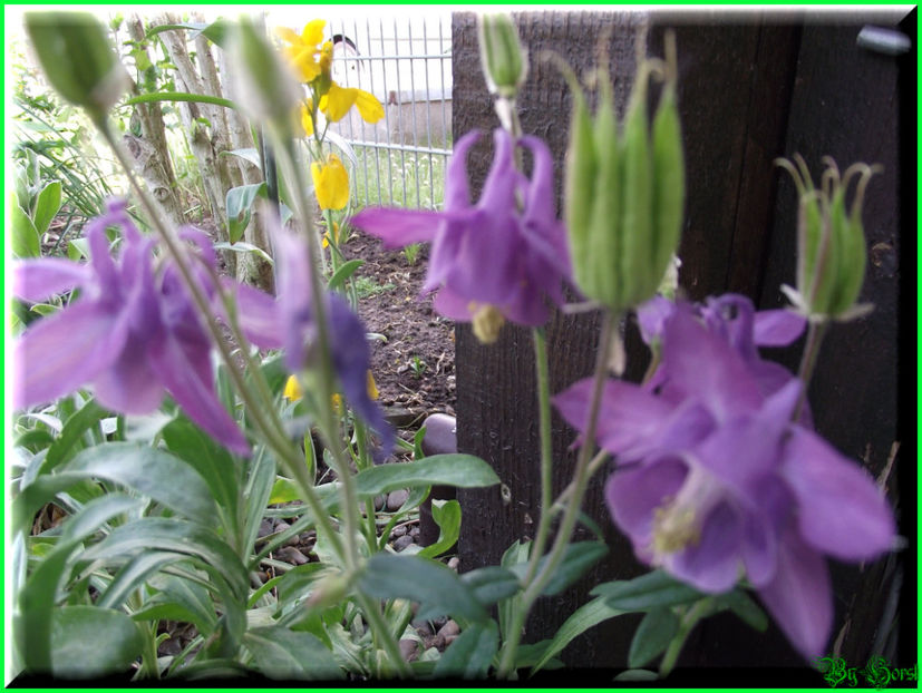 2011.05.07 - Flori 2011 - 1