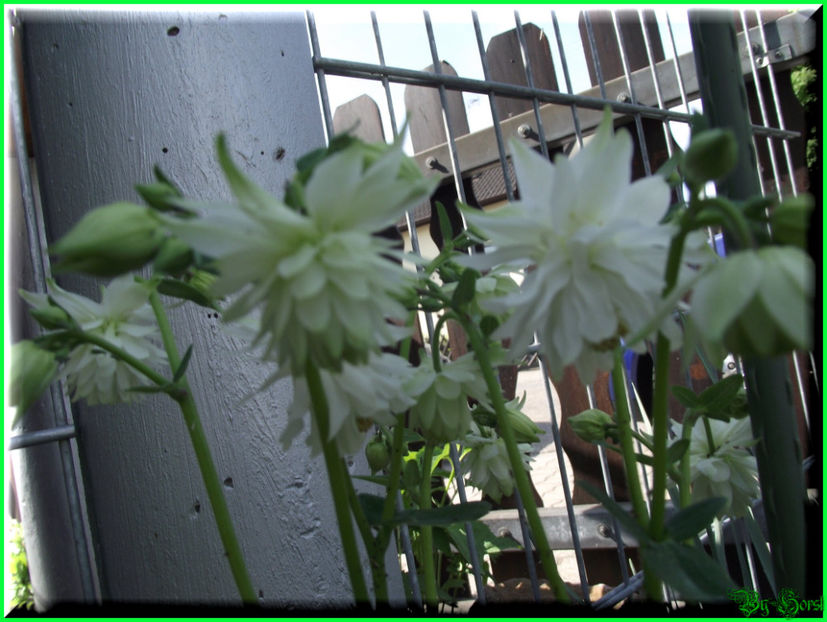 011.05.07 - Flori 2011 - 1