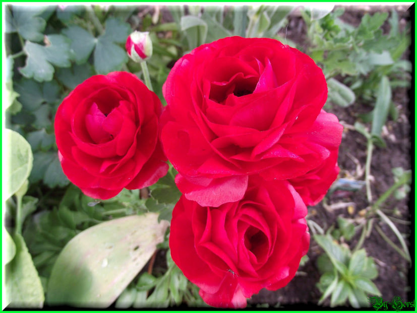 2011.05.07 - Flori 2011 - 1