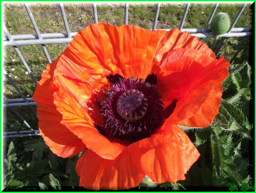 2011.05.07 - Flori 2011 - 1