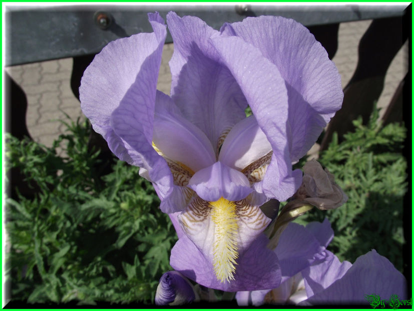 2011.05.07 - Flori 2011 - 1