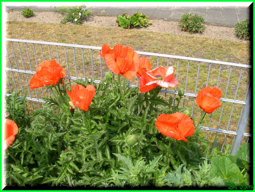 2011.05.12 - Flori 2011 - 1