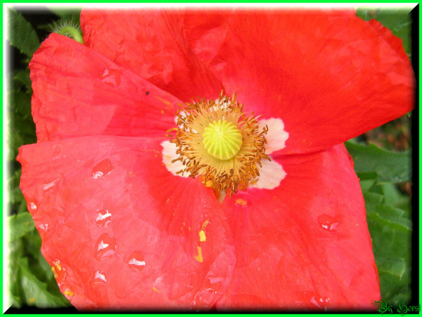 2011.05.12 - Flori 2011 - 1