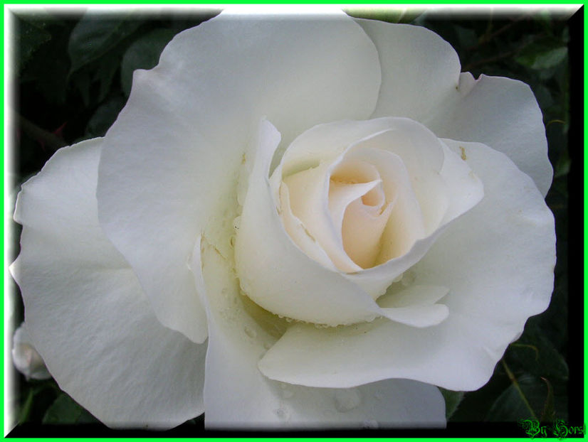 2011.05.12 - Flori 2011 - 1