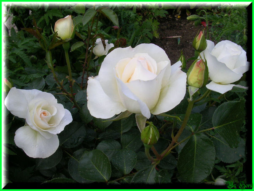 2011.05.12 - Flori 2011 - 1