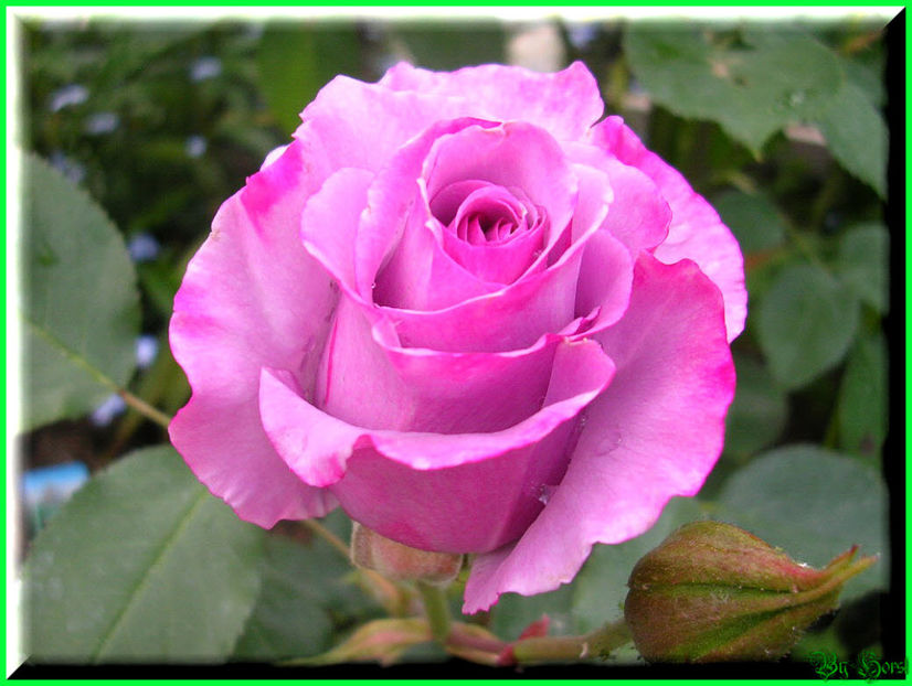 2011.05.12 - Flori 2011 - 1