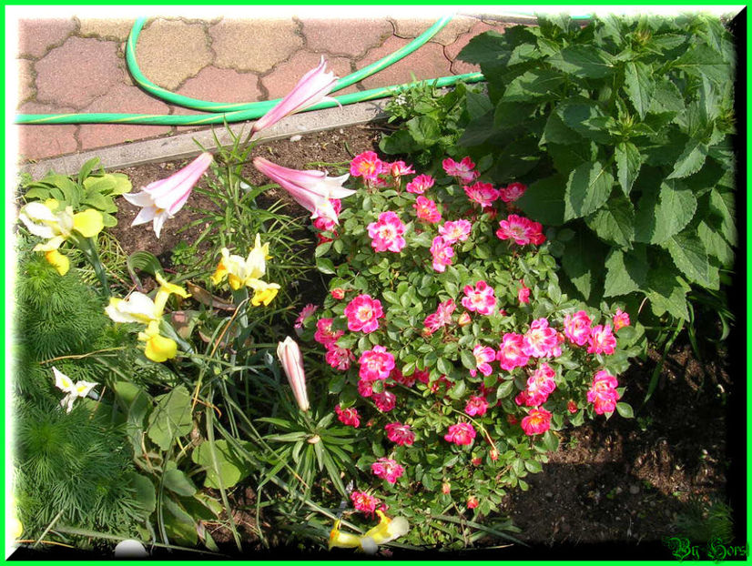 2011.05.12 - Flori 2011 - 1