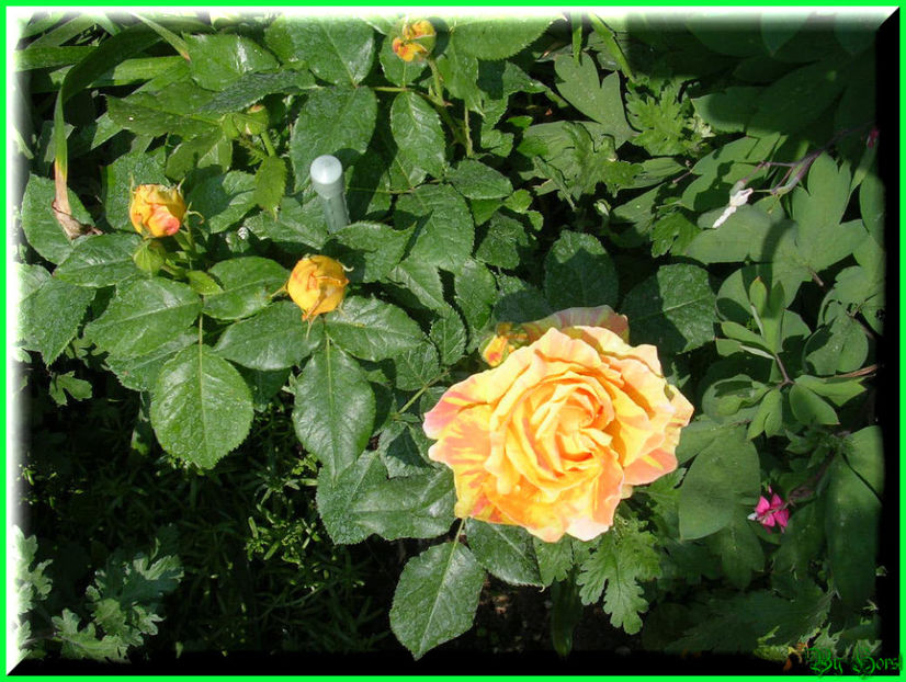 2011.05.12 - Flori 2011 - 1