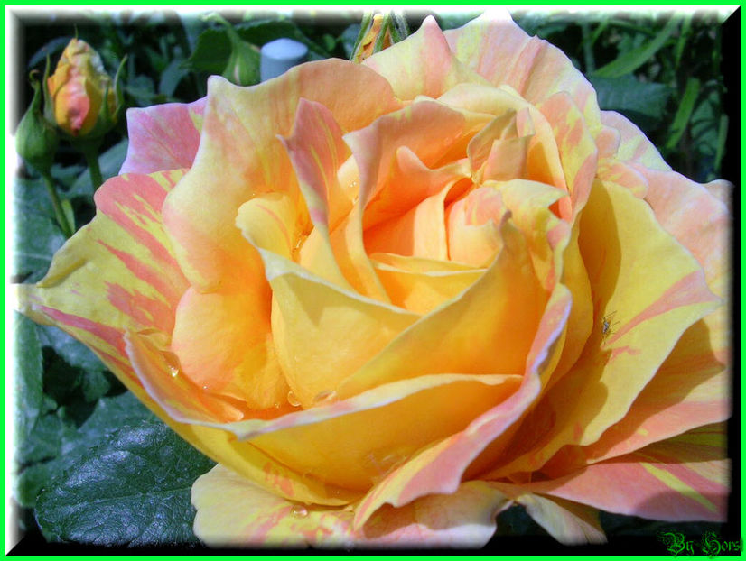 2011.05.12 - Flori 2011 - 1