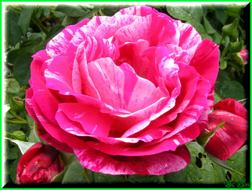 2011.05.12 - Flori 2011 - 1