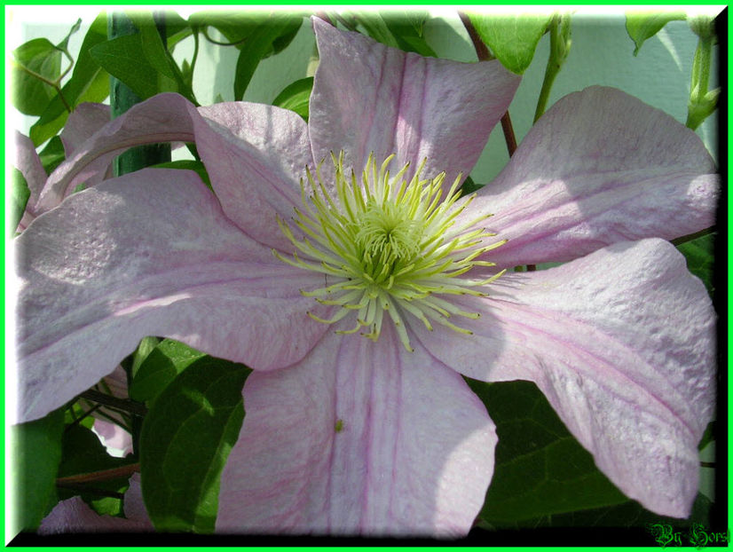 2011.05.12 - Flori 2011 - 1