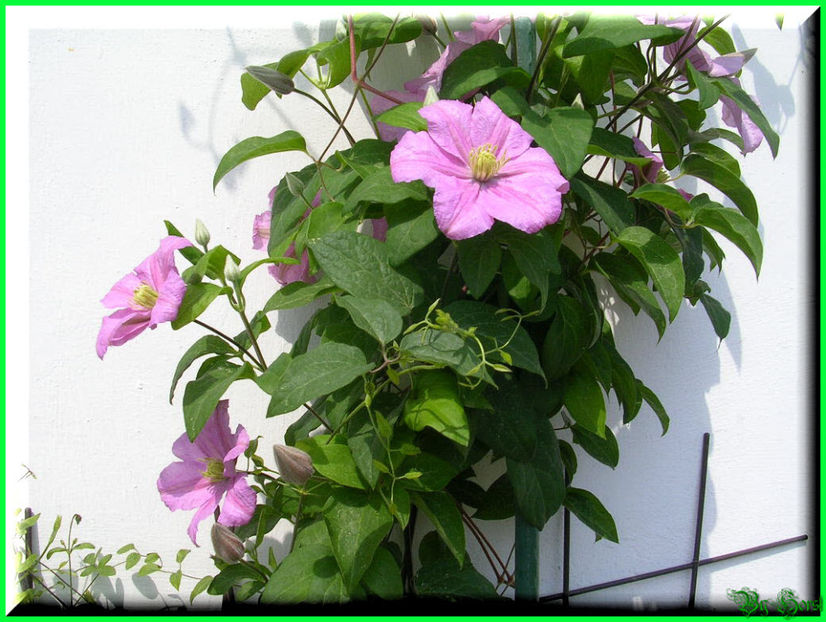 2011.05.12 - Flori 2011 - 1