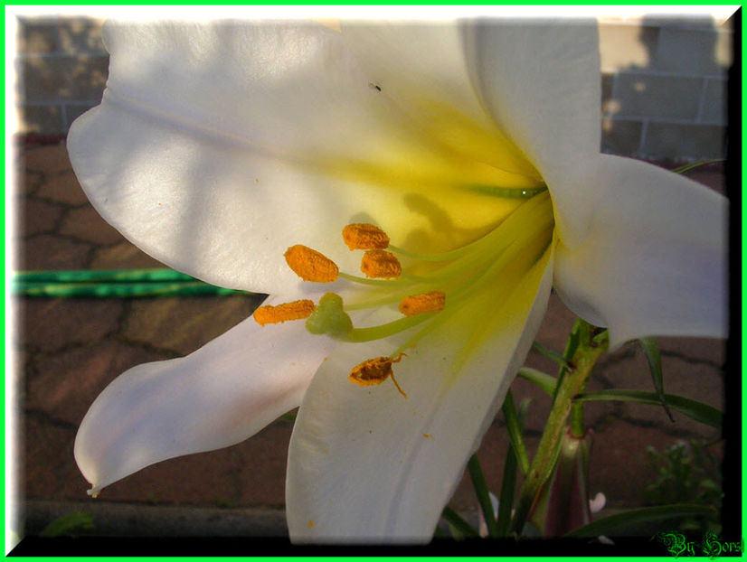 2011.05.17 - Flori 2011 - 1