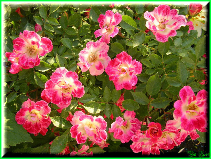 2011.05.17 - Flori 2011 - 1