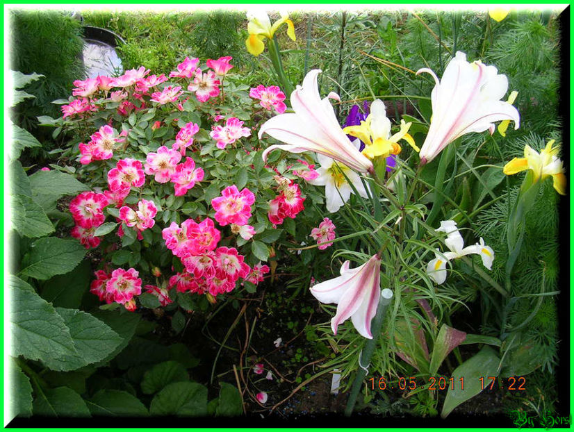 2011.05.17 - Flori 2011 - 1