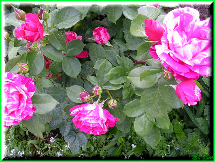 2011.05.17 - Flori 2011 - 1