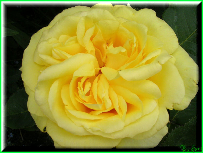 2011.05.17 - Flori 2011 - 1