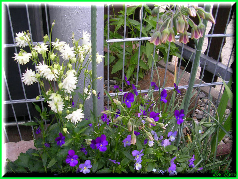 2011.05.17 - Flori 2011 - 1