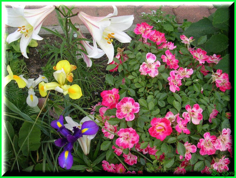 2011.05.17 - Flori 2011 - 1