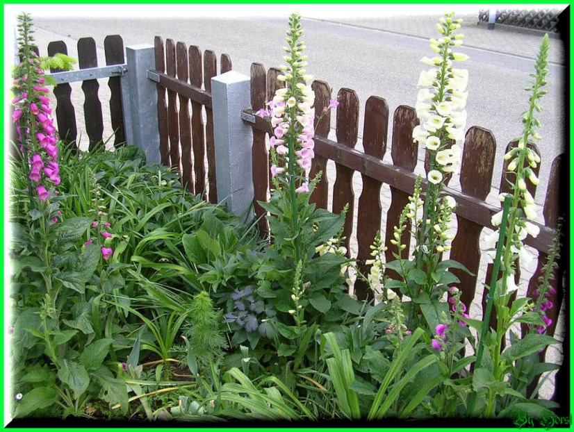 2011.05.17 - Flori 2011 - 1