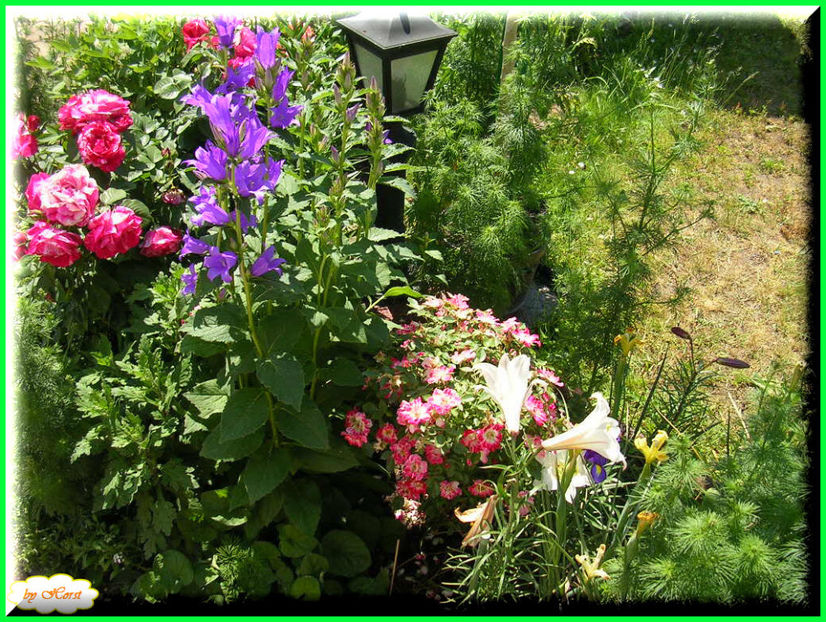 2011.05.25 - Flori 2011 - 1