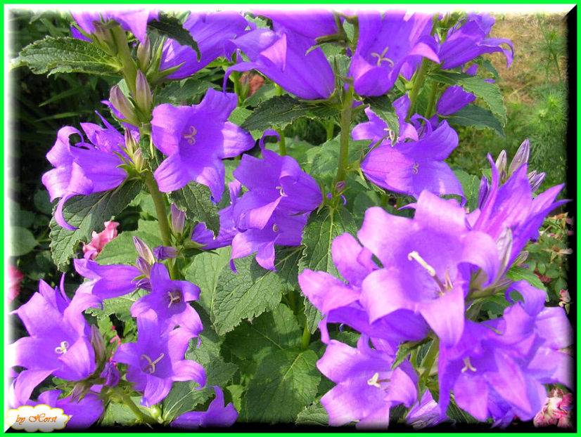 2011.05.25 - Flori 2011 - 1